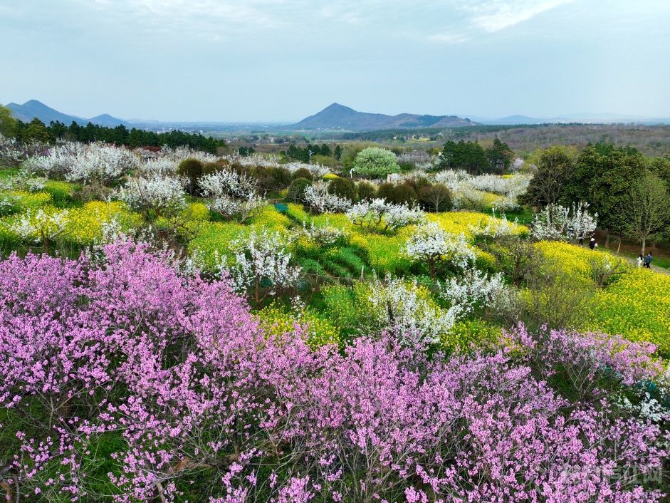 廬江白湖鎮：三月梨花綻芳華 花海相映引客來